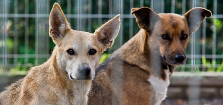 Skarżył Miasto, bo przeszkadzały mu psy. Sprawa zawieszona... ale ciągle otwarta