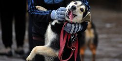 25 psw na wybiegu. Zobacz, jak wygldaa IV edycja Biegu na Sze ap