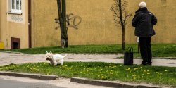 Nie sprztasz po psie? Uwaaj, to kosztuje mandat w wysokoci 500 z