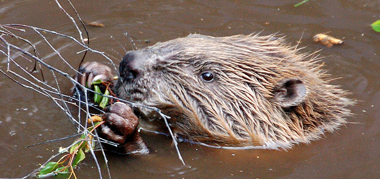 Wały przeciwpowodziowe w złym stanie. Ponad połowa może zagrażać bezpieczeństwu