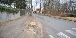 Ruszy�a wycinka drzew na Moniuszki. Czy by�o to jedyne rozwi�zanie?