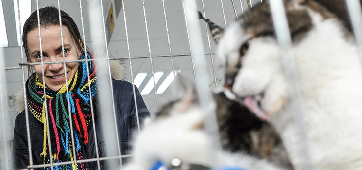 Za nami II Elbląska Rewia Kotów. Dwaj podopieczni schroniska zostali już adoptowani