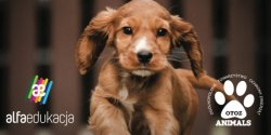 Nakarm Futrzaka z Alfa Edukacj oraz Schroniskiem dla bezdomnych zwierzt w Elblgu OTOZ Animals