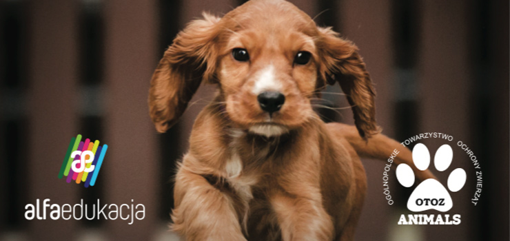 Nakarm Futrzaka z Alfa Edukacją oraz Schroniskiem dla bezdomnych zwierząt w Elblągu OTOZ Animals
