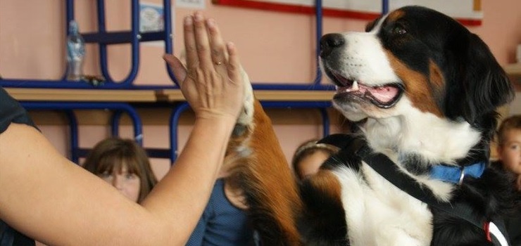 „Tak się przestraszył, że wybiegł na ulicę”. Kynoterapeutki pomagają zwalczyć fobię przed psami