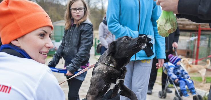 Za nami sidma edycja "Biegu na 6 ap". Od padziernika byo kilkadziesit adopcji