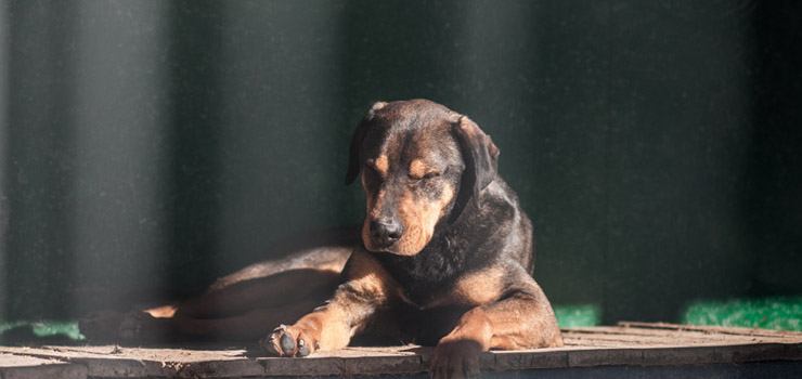 Powrót do pobierania opłat za psa możliwy w Elblągu? Wiele miast rozważa ten pomysł