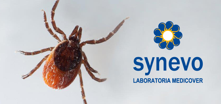 SEZON KLESZCZOWY. KONSULTACJE DIAGNOSTYCZNE