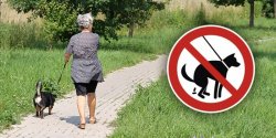 W Elbl�gu pojawi� si� „psi stra�nicy”?