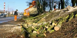 Zap�acimy mniejsze kary i op�aty za wycink� drzew