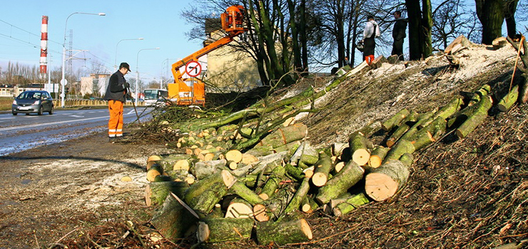 Zapłacimy mniejsze kary i opłaty za wycinkę drzew