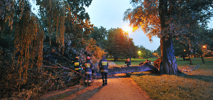 O krok od tragedii. W Parku Kajki na alejkę przewróciło się drzewo