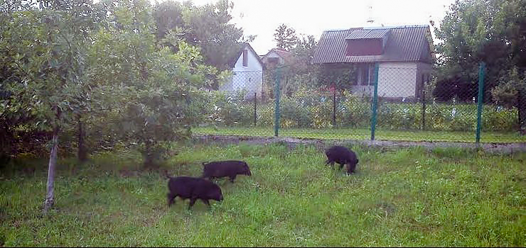 Właściciele ogródków skarżą się na obecność dzików, saren i... świnek wietnamskich