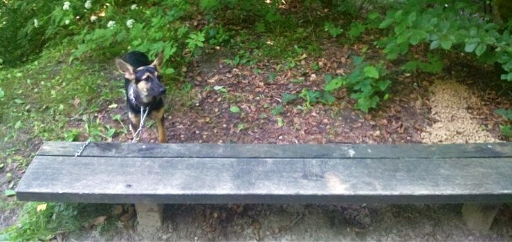 Łańcuchem przywiązał psa do ławki w Bażantarni. Obok rozsypał trochę karmy