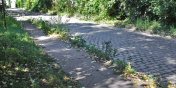Modernizacji zaniedbanej ul. Kupieckiej nie bdzie. Miasto chce j jednak uporzdkowa