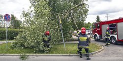 Wiatr powali kolejne sprchniae drzewo na Legionw. Czy trzeba tragedii aby podjto decyzj o ich wycince?