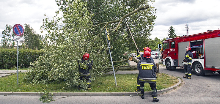 Wiatr powalił kolejne spróchniałe drzewo na Legionów. Czy trzeba tragedii aby podjęto decyzję o ich wycince?