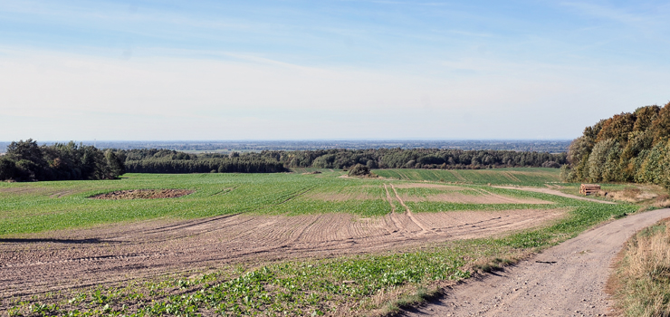 Oprócz przemysłu Modrzewina obrasta także w las. W ciągu 11 lat posadzono na niej ponad 300 tys. drzew