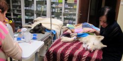 Lekarze nie zdo�ali uratowa� skatowanego psa. 34-latek przyzna� si�, �e mia� zabi� psa na pro�b� kolegi