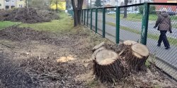 Na Robotniczej wyci�to szereg pot�nych drzew. Czy to pocz�tek wi�kszej inwestycji?