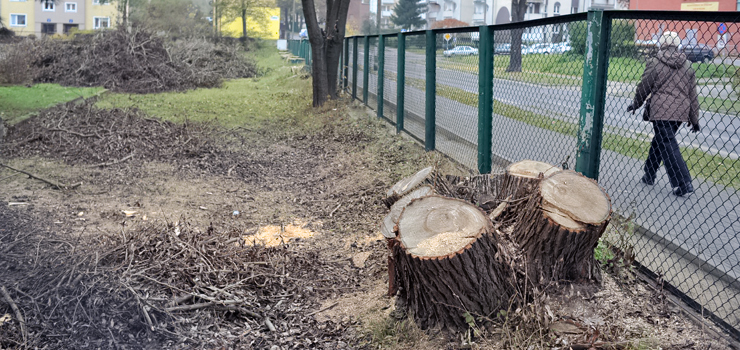 Na Robotniczej wycięto szereg potężnych drzew. Czy to początek większej inwestycji?