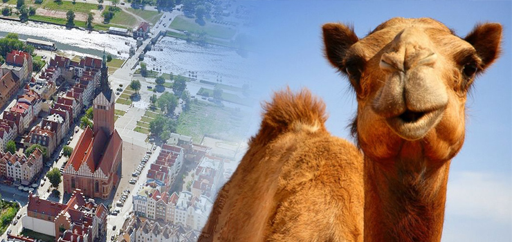 Radny zachęca do głosowania na Elbląg w ogólnopolskim konkursie. Do wygrania jest... wielbłąd