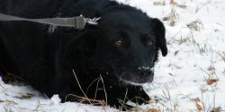 Zach�camy do adopcji Gali. 10 lat w schornisku to stanowczo za d�ugo!