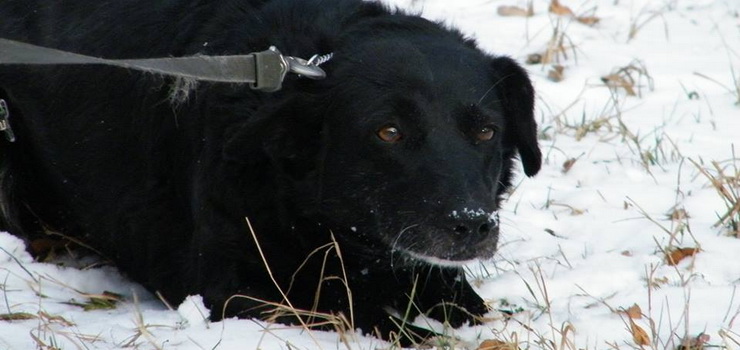 Zachcamy do adopcji Gali. 10 lat w schornisku to stanowczo za dugo!