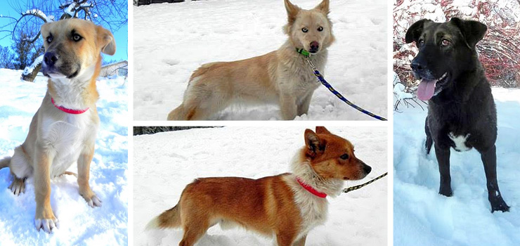 Znalezione na ulicy teraz szukają domu. Jesteś w stanie im pomóc?