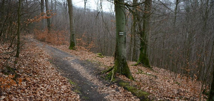 W marcu na terenie Bażantarni przeprowadzone zostaną prace leśne
