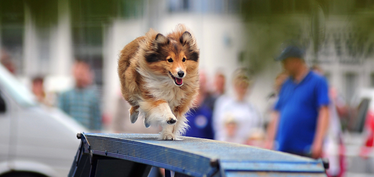 Jak sprawić, by pies zachowywał się zgodnie z naszymi oczekiwaniami?