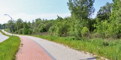 Wiosn� z Modrzewiny mia�o znikn�� 180 drzew. Z wycinki zrezygnowano, bo... wycofa� si� wykonawca