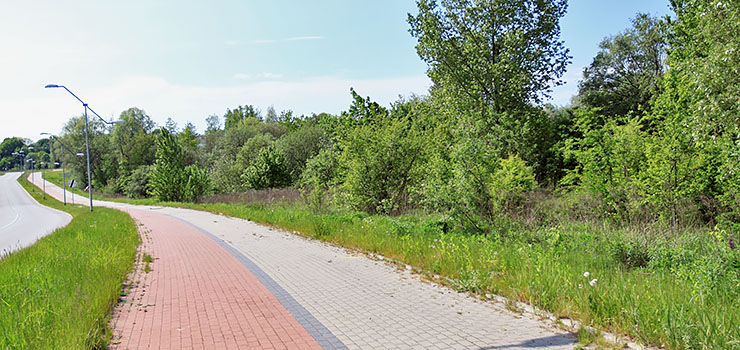 Wiosną z Modrzewiny miało zniknąć 180 drzew. Z wycinki zrezygnowano, bo... wycofał się wykonawca