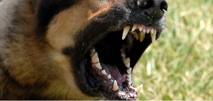 Kolejna ofiara bezpańskiego psa. Pogryziona kobieta trafiła do szpitala