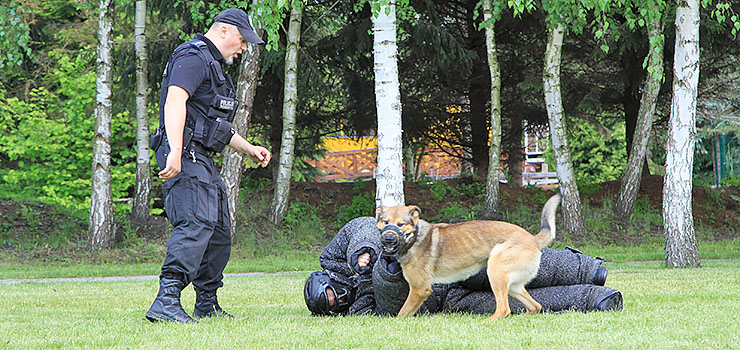 Posłuszne i zdyscyplinowane. Gdy trzeba, muszą pokazać kły