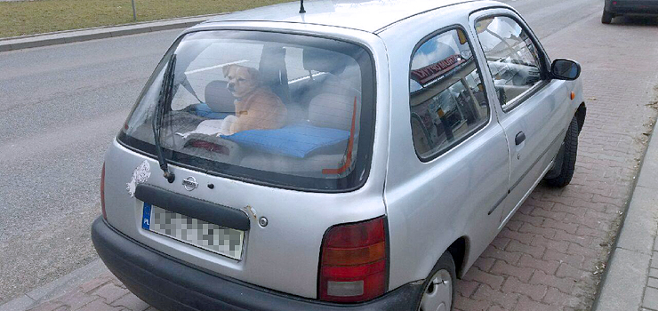 Pozostawiony na słońcu samochód może okazać się śmiertelną pułapką!