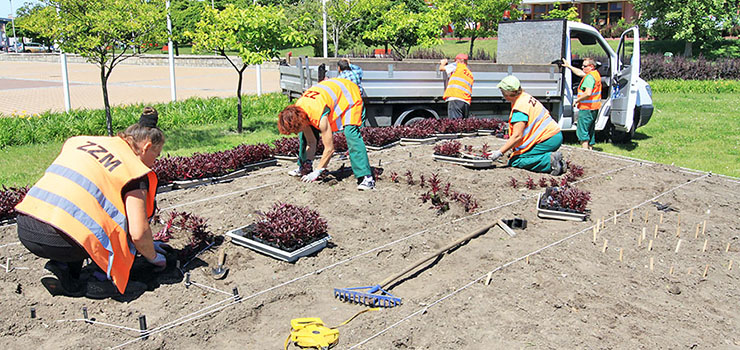 Miejskie zieleńce z miłosnym przesłaniem. Elbląg ozdobi w tym roku 100 tys. roślin za 100 tys. zł