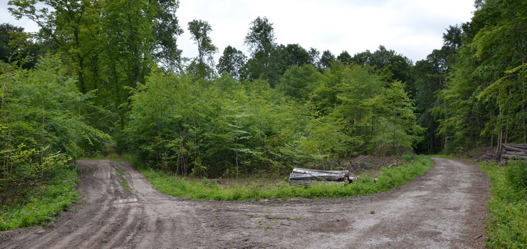 Odnaleziono zagubioną kobietę w lesie. 50-latka sama zadzwoniła po pomoc