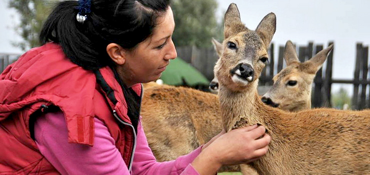Sarny i jelenie na ulicach Elbląga. "Zdarza się, że dziennie mamy po cztery interwencje"