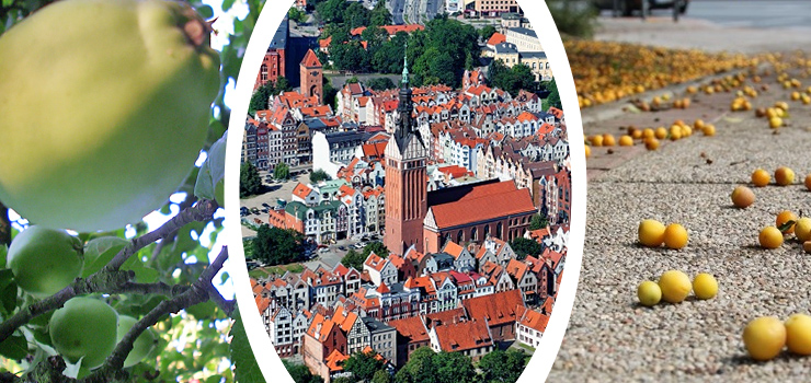 Powstała mapa miejskich plonów z całego świata. Jest na niej również Elbląg