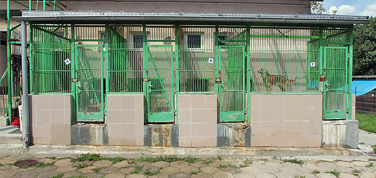 W elbląskim schronisku część boksów i wybiegów dla psów nie spełnia ministerialnych wymogów