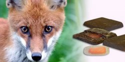 Uwaga na szczepionki dla lis�w przeciwko w�ciekli�nie. B�d� zrzucane z samolot�w