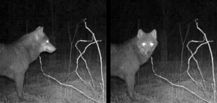 W okolicach Elbląga żyje co najmniej jedna wataha wilków. Pójdą jej tropem - chcesz się przyłączyć?