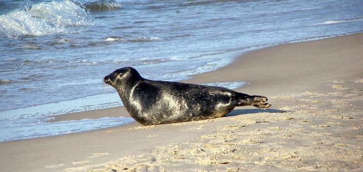 Rybacy znaleźli martwą fokę. To gatunek niespotykany w Zalewie Wiślanym