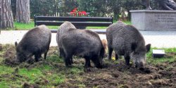 Dziki z podelblskich lasw na celowniku. W ten weekend zostan policzone, a potem...
