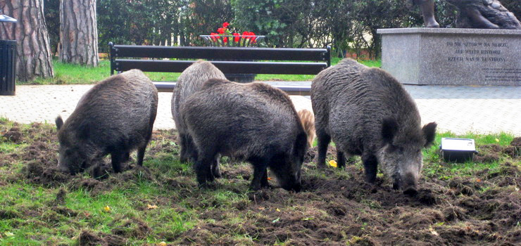 Dziki z podelbląskich lasów na celowniku. W ten weekend zostaną policzone, a potem...