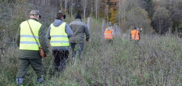 Leśnicy i myśliwi policzyli dziki. Ile ich żyje w okolicznych lasach?