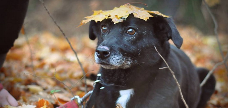 Coco - na dom czeka cae swoje ycie, czyli prawie 9 lat