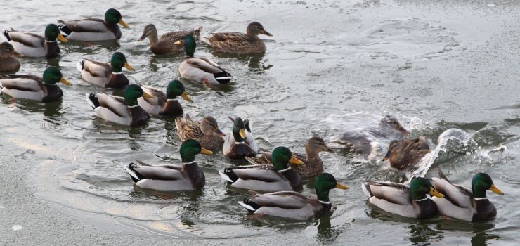 Miasto szuka karmiciela ptaków i kotów
