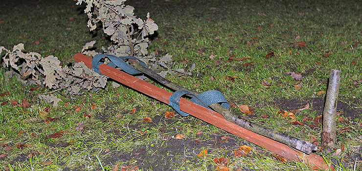 Komu przeszkadzało pamiątkowe drzewo? Ścięto "Dąb wolności" rosnący w Parku Planty!